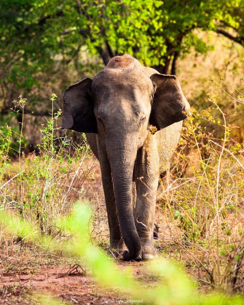 Elefanten in Udawalawe