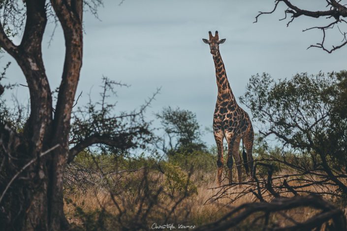 Giraffe im Kruger National Park